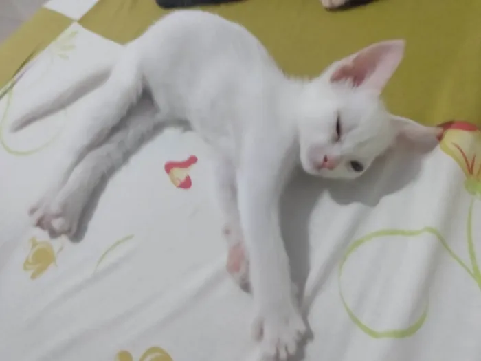 Gato ra a Srd idade Abaixo de 2 meses nome Pipoca