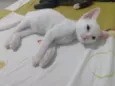 Pipoca