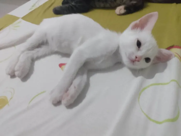 Gato ra a Srd idade Abaixo de 2 meses nome Pipoca
