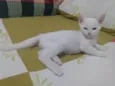 Pipoca