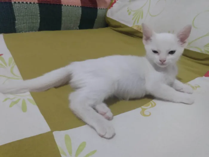 Gato ra a Srd idade Abaixo de 2 meses nome Pipoca