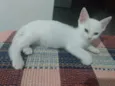 Pipoca