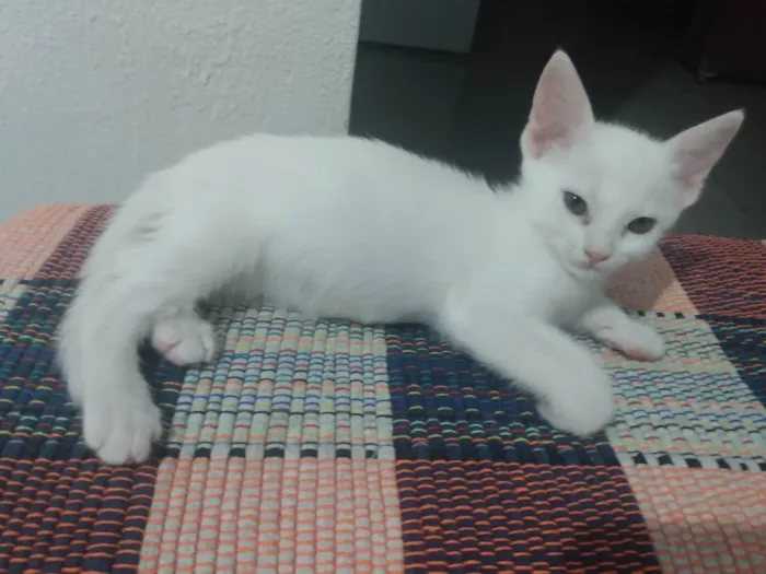Gato ra a Srd idade Abaixo de 2 meses nome Pipoca