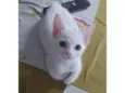 Pipoca