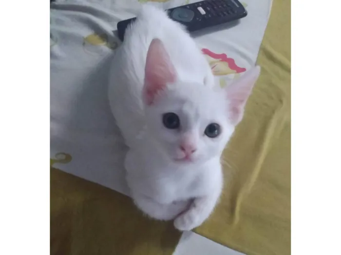 Gato ra a Srd idade Abaixo de 2 meses nome Pipoca