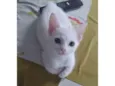 Pipoca