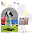 Tino