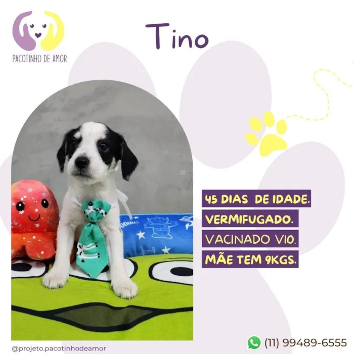 Cachorro ra a SRD-ViraLata idade Abaixo de 2 meses nome Tino