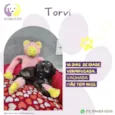 Torvi