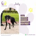 Jolly