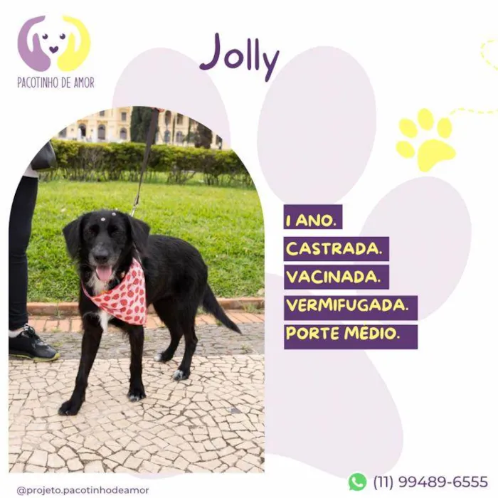 Cachorro ra a SRD-ViraLata idade 1 ano nome Jolly