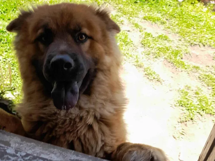 Cachorro ra a Chow Chow com pastor alemão  idade 1 ano nome Thor 