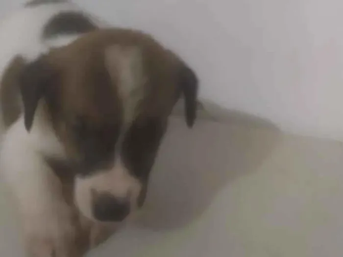 Cachorro ra a ND  idade Abaixo de 2 meses nome BEBÊ 1, 2, 3, 4