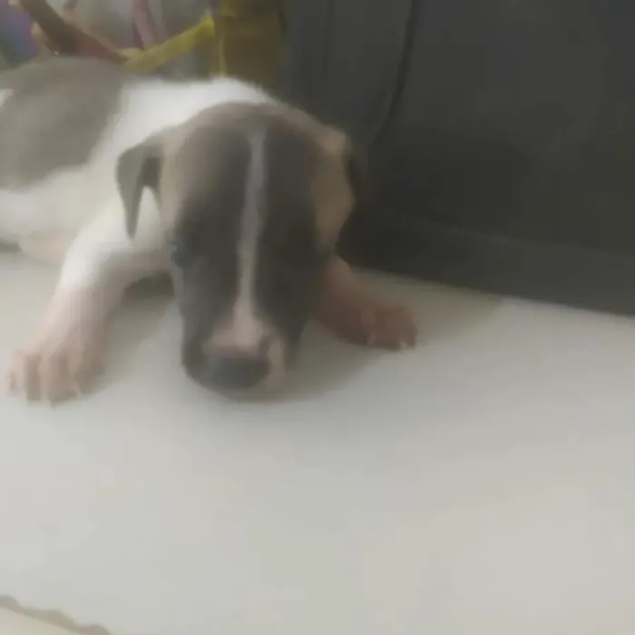 Cachorro ra a ND  idade Abaixo de 2 meses nome BEBÊ 1, 2, 3, 4