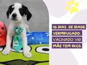 Cachorro raça SRD-ViraLata idade Abaixo de 2 meses nome Tino