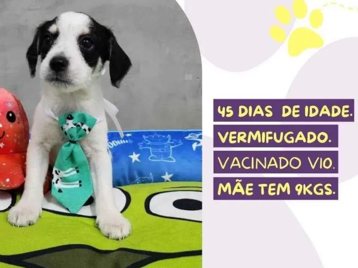 Cachorro ra a SRD-ViraLata idade Abaixo de 2 meses nome Tino