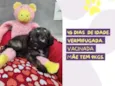 Torvi