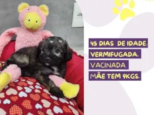 Gato raça SRD-ViraLata idade Abaixo de 2 meses nome Torvi