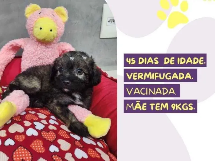 Gato ra a SRD-ViraLata idade Abaixo de 2 meses nome Torvi