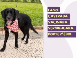 Cachorro raça SRD-ViraLata idade 1 ano nome Jolly