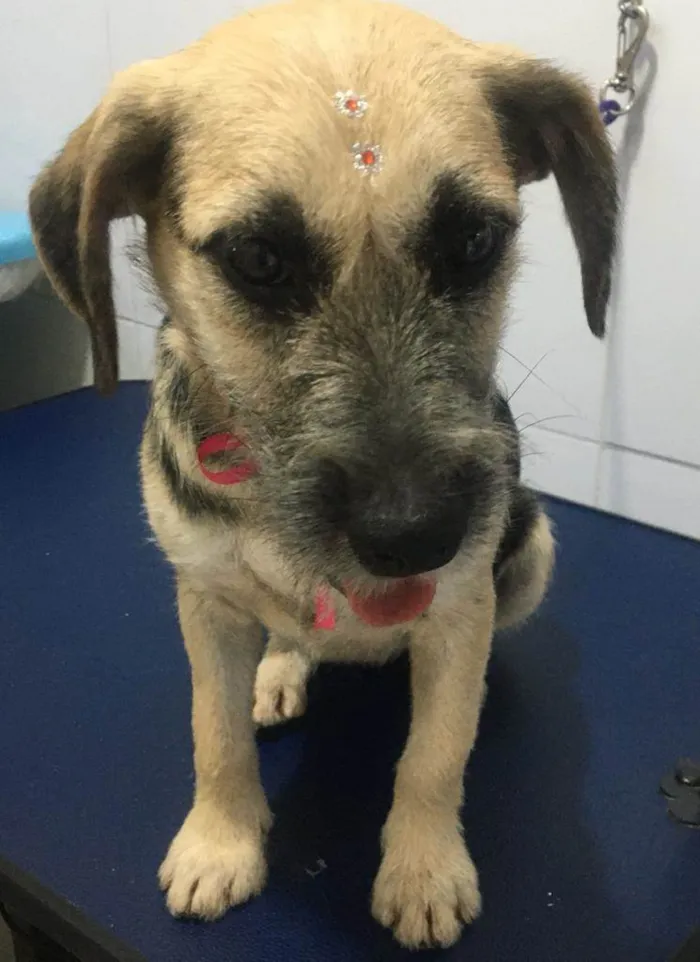 Cachorro ra a SRD-ViraLata idade 7 a 11 meses nome NINA 
