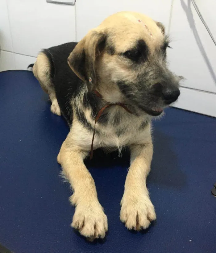Cachorro ra a SRD-ViraLata idade 7 a 11 meses nome NINA 