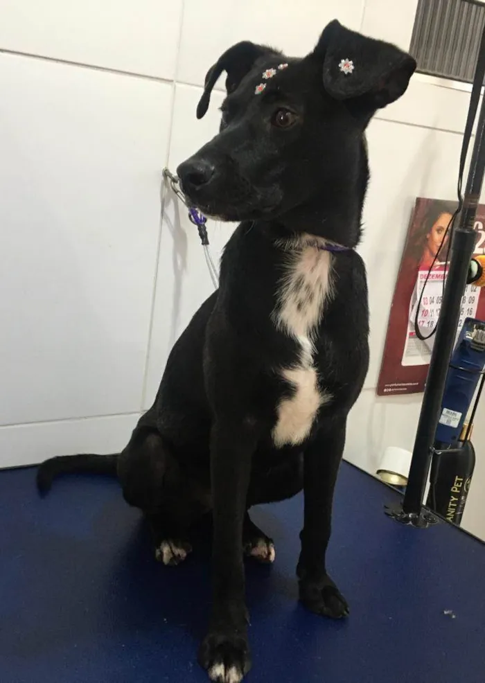 Cachorro ra a SRD-ViraLata idade 7 a 11 meses nome July