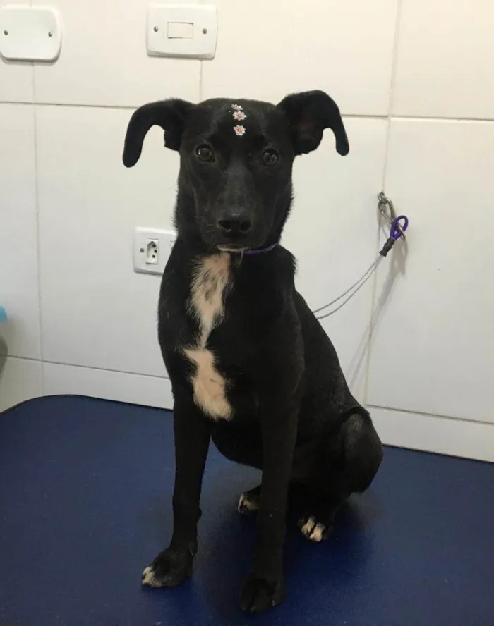Cachorro ra a SRD-ViraLata idade 7 a 11 meses nome July