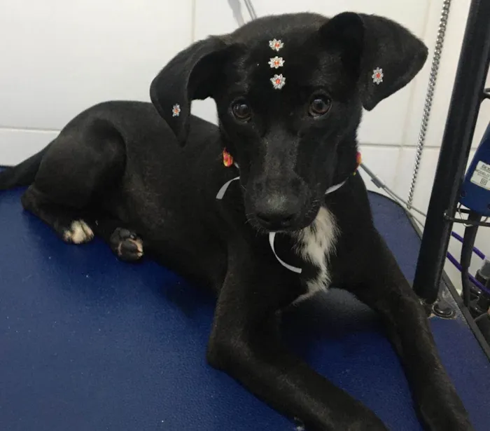 Cachorro ra a SRD-ViraLata idade 7 a 11 meses nome July