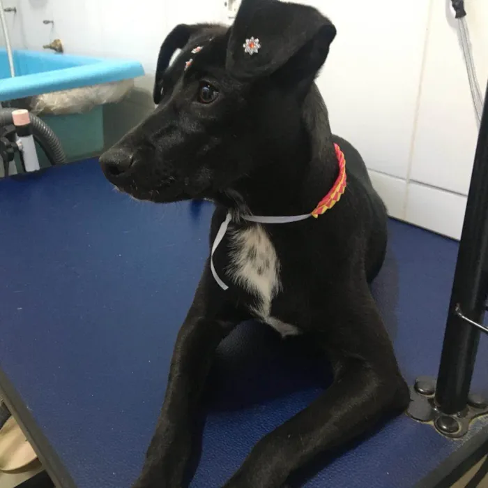 Cachorro ra a SRD-ViraLata idade 7 a 11 meses nome July