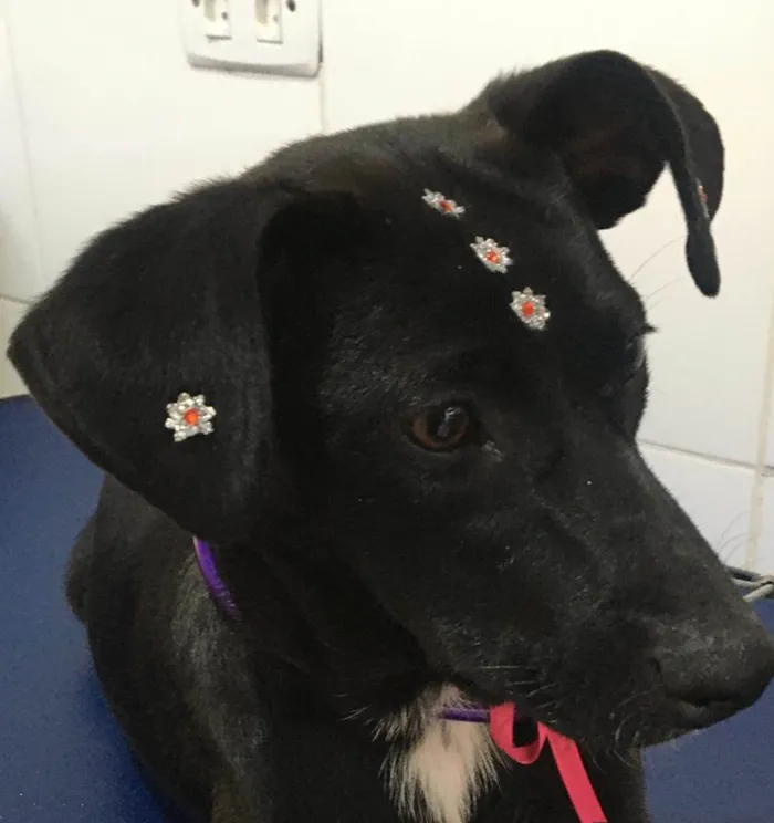 Cachorro ra a SRD-ViraLata idade 7 a 11 meses nome July