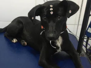 Cachorro raça SRD-ViraLata idade 7 a 11 meses nome July