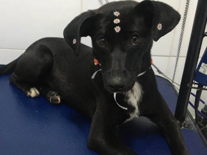 Cachorro ra a SRD-ViraLata idade 7 a 11 meses nome July