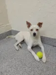 Laila