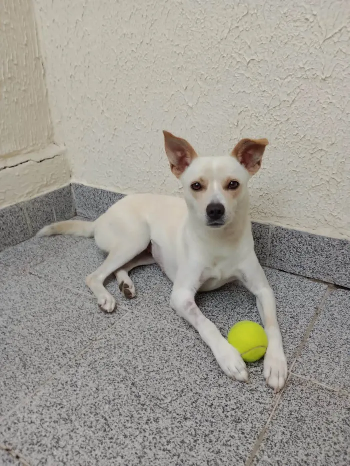 Cachorro ra a  idade 2 anos nome Laila