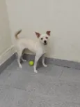 Laila