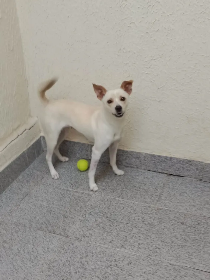 Cachorro ra a  idade 2 anos nome Laila