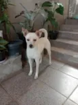 Laila