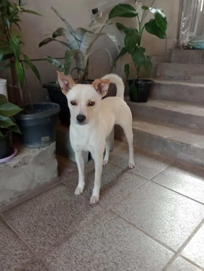 Cachorro ra a  idade 2 anos nome Laila