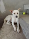 Laila