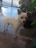 Laila