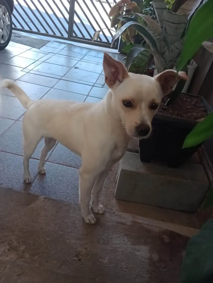 Cachorro ra a  idade 2 anos nome Laila