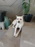Laila