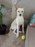 Laila