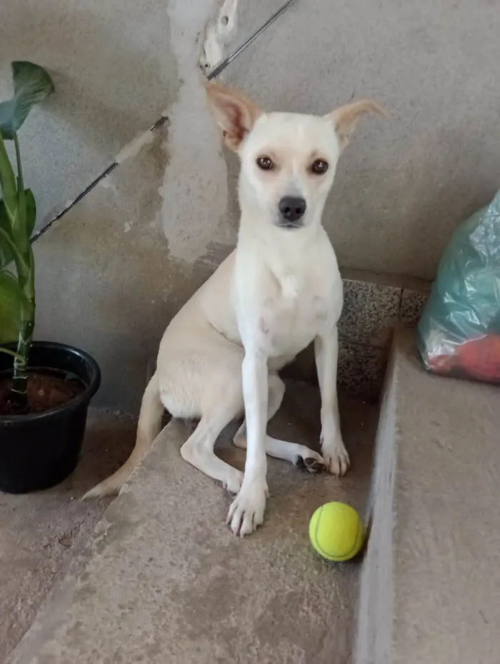 Cachorro ra a  idade 2 anos nome Laila