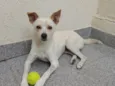 Laila