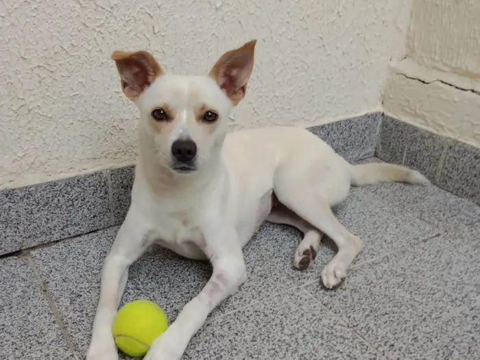 Cachorro ra a  idade 2 anos nome Laila