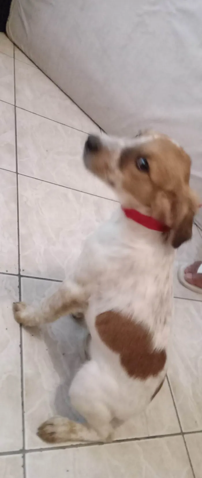 Cachorro ra a  idade 2 a 6 meses nome Carinhosa