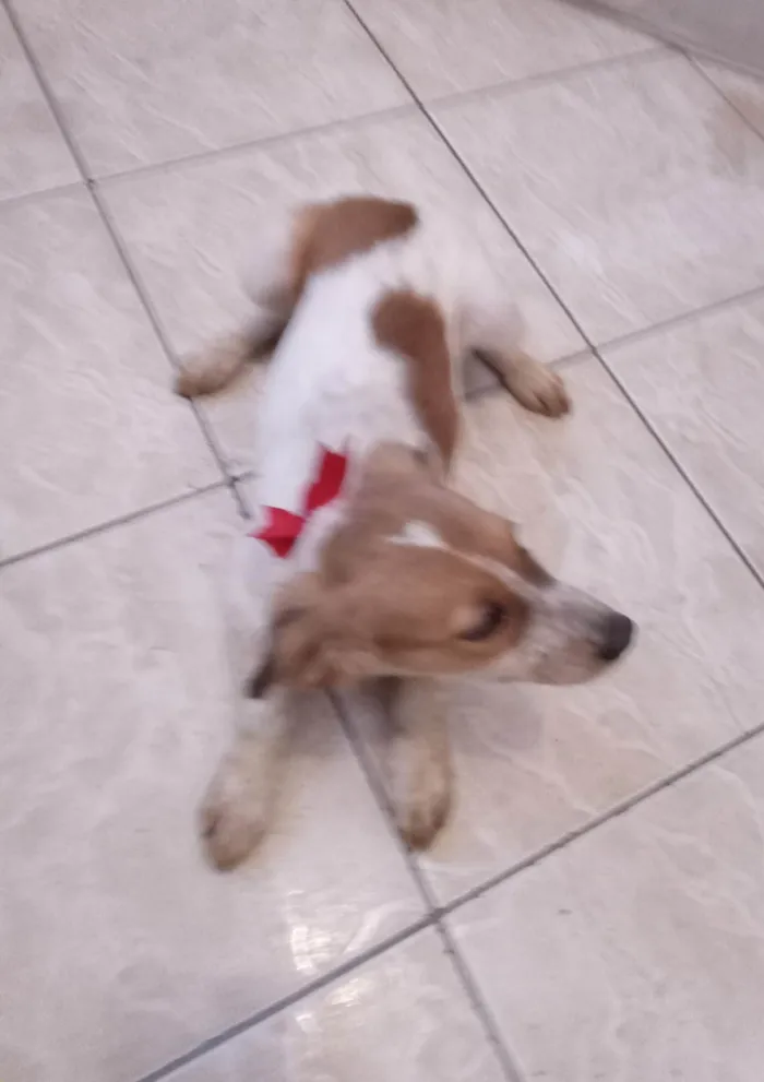 Cachorro ra a  idade 2 a 6 meses nome Carinhosa