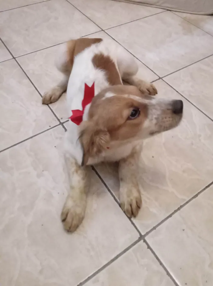 Cachorro ra a  idade 2 a 6 meses nome Carinhosa